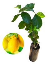 Muda De Limão Siciliano Enxertada - AMK - Jardinagem e Paisagismo