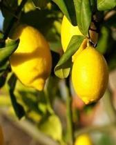 Muda de Limão Siciliano Produzindo Altura de 1,0 m a 1,5 m