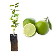 Muda de Limão Tahiti Enxertada Rápida Produção Produz em Vasos