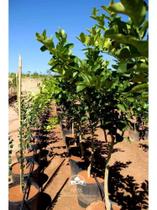 Muda De Limão Taiti Produzindo Altura De 1,0 M A 1,5 M
