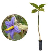 Muda de Lobeira 20 a 40cm AMK - Plantas Online