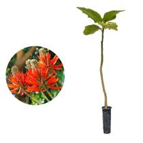 Muda de Lobeira 20 a 40cm AMK - Plantas Online