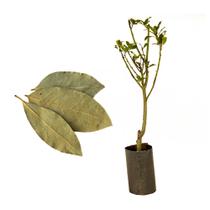 Muda de Louro 50 a 80cm AMK - Plantas Online