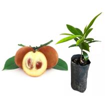 Muda de Mabolo 20 a 40cm AMK - Plantas Online