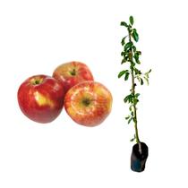 Muda de Maçã Ana 50 a 80cm AMK - Plantas Online