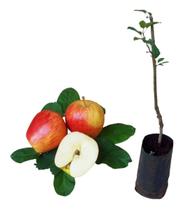 Muda De Maça Ana P/ Produzir Em Vasos Enxertada