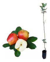 Muda De Maçã Anna - Para Climas Quentes - Malus Domestica Muda De Maçã Anna - Para Climas Quentes - Malus Domestica