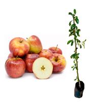 Muda de Maçã Eva 50 a 80cm AMK - Plantas Online