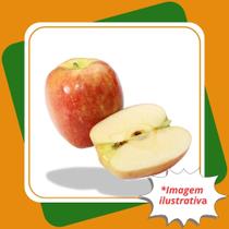 Muda de Maçã Eva Enxertada Malus Domestica Borkh.