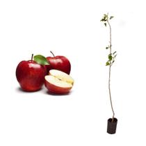 Muda de Maçã Gala 50 a 80cm AMK - Plantas Online