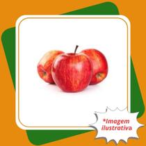 Muda de Maçã Gala Enxertada Malus Domestica Borkh.