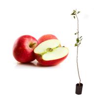 Muda de Maçã Julieta 50 a 80cm AMK - Plantas Online