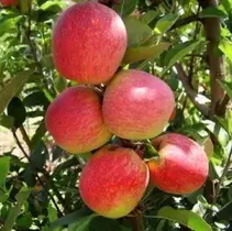 Muda de Maçã Julieta Doce Enxertada Preste a Produzir ou Produz Muda de Maçã Julieta Doce Enxertada Preste a Produzir ou Produz