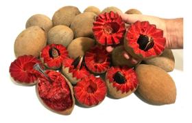 Muda De Mamey Cícero Muda De Mamey Cícero