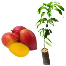 Muda De Manga Bourbon S/ Fiapos -enxertada- Mangifera Indica Muda De Manga Bourbon S/ Fiapos -enxertada- Mangifera Indica