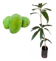Muda De Manga Bourbon Verde - Enxertada- Mangifera Indica Muda De Manga Bourbon Verde - Enxertada- Mangifera Indica