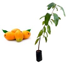 Muda de Manga Coquinho 50 a 80cm AMK - Plantas Online
