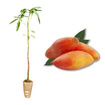 Muda de Manga Espada Enxertada Rápida Produção Produz em Vasos