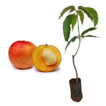 Muda de Manga Maçã 50 a 80cm AMK - Plantas Online