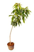 Muda de Manga Maça Altura de 0,80 cm a 1,20