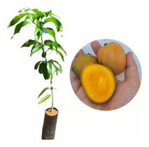 Muda De Manga Ouro Ou Maguita Enxertada - Mangifera Indica Muda De Manga Ouro Ou Maguita Enxertada - Mangifera Indica