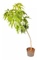 Muda De Manga Palmer Produzindo Altura De 1,0 M A 1,5 M Muda De Manga Palmer Produzindo Altura De 1,0 M A 1,5 M