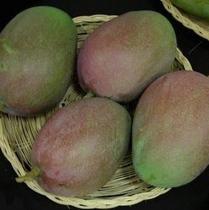 Muda De Manga Parvin Ou Parwin Enxertada - Mangifera Indica Muda De Manga Parvin Ou Parwin Enxertada - Mangifera Indica