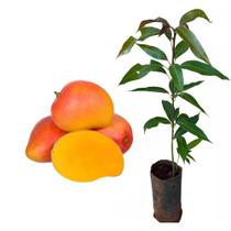 Muda de Manga Rosa 50 a 80cm AMK - Plantas Online Muda de Manga Rosa 50 a 80cm AMK - Plantas Online