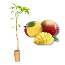 Muda de Manga Rosa Enxertada Rápida Produção Produz em Vasos