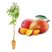 Muda de Manga Tommy Enxertada Rápida Produção Produz em Vasos