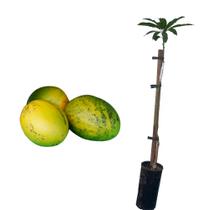 Muda de Manga Uba 50 a 80cm AMK - Plantas Online Muda de Manga Uba 50 a 80cm AMK - Plantas Online