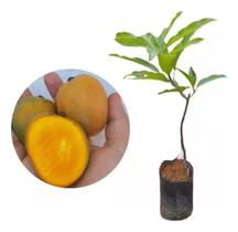Muda De Manga UbA Mangifera Indica Ideal P Suco Muda De Manga UbA Mangifera Indica Ideal P Suco