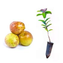Muda de Mangaba 20 a 40cm AMK - Plantas Online
