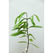 Muda de Mangostão Altura de 0,40 cm a 0,80 cm Muda de Mangostão Altura de 0,40 cm a 0,80 cm