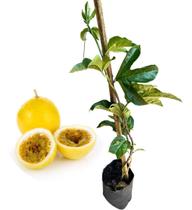Muda De Maracujá Azedo + Manual De Plantio Muda De Maracujá Azedo + Manual De Plantio