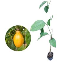 Muda de Maracujá Doce