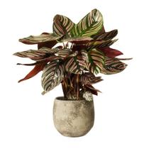 Muda de Maranta Calathea Ornata Pote 12 Planta Natural 45cm