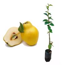 Muda de Marmelo 50 a 80cm AMK - Plantas Online