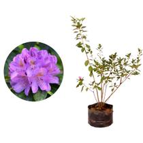 Muda de Mini Azaleia 20 a 40cm AMK - Plantas Online