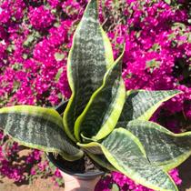 Muda De Mini Espada De São Jorge Para Arranjos De Plantas Muda De Mini Espada De São Jorge Para Arranjos De Plantas