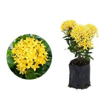 Muda de Mini Ixora Amarela 20 a 40cm AMK - Plantas Online