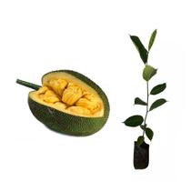 Muda de Mini Jaca 20 a 40cm AMK - Plantas Online