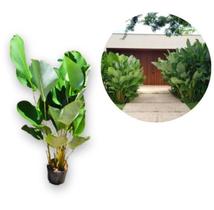 Muda de Mini Maranta Charuto