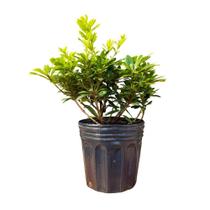 Muda de Mini Pittosporum 40cm Rápido Crescimento Muda Enraizada