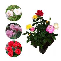 Muda de Mini Rosa 20 a 40cm AMK - Plantas Online