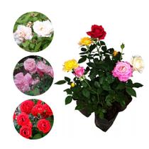 Muda de Mini Rosa 20 a 40cm AMK - Plantas Online