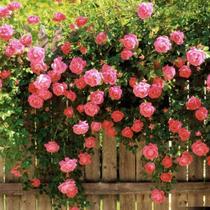 Muda de Mini Rosa Pink Trepadeira enxertadas Muda de Mini Rosa Pink Trepadeira enxertadas