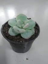 Muda de Mini Suculenta / Cactos - Planta Ornamental Muda de Mini Suculenta / Cactos - Planta Ornamental