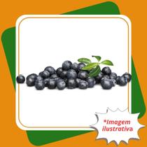 Muda de Mirtilo Biloxi Vaccinium corymbosum.