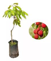 Muda De Mirtilo Produzindo Altura De 1,0 M A 1,5 M